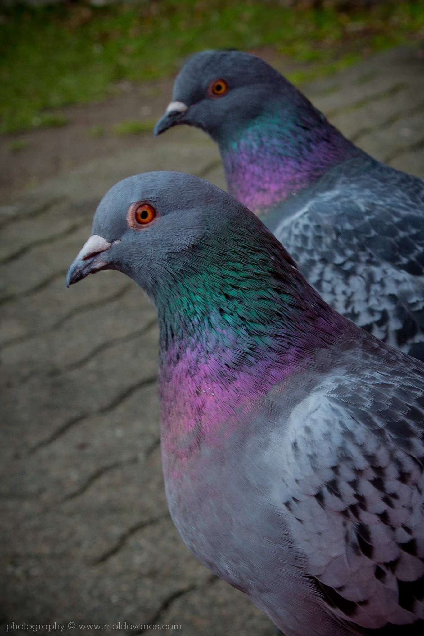 Nature Photography - Photography by Paul Moldovanos © moldovanos.com