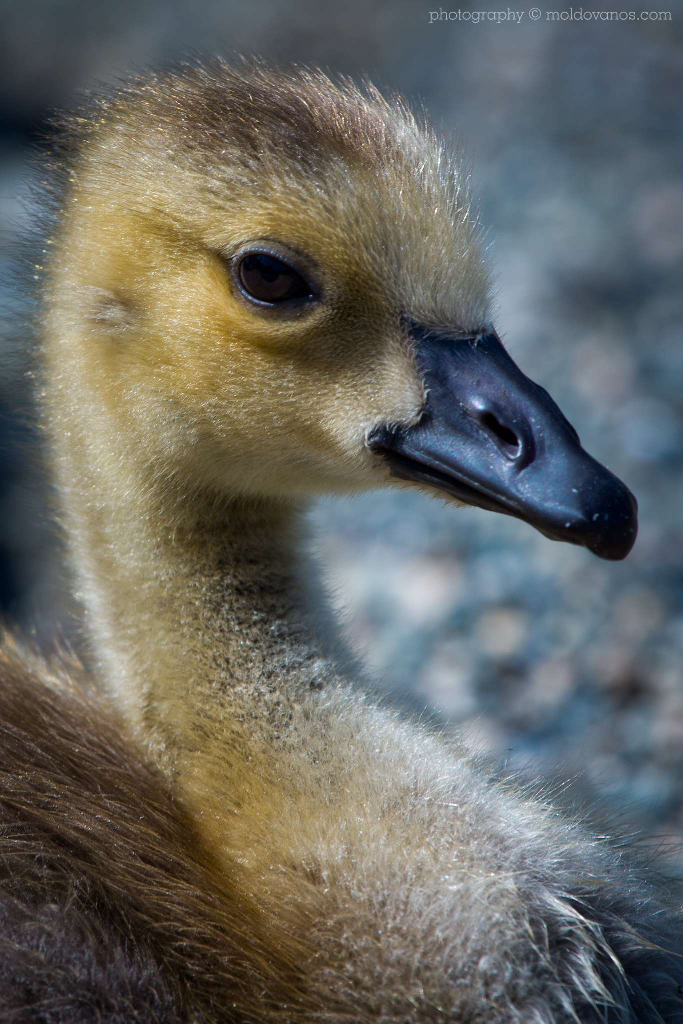 Nature Photography - Photography by Paul Moldovanos © moldovanos.com