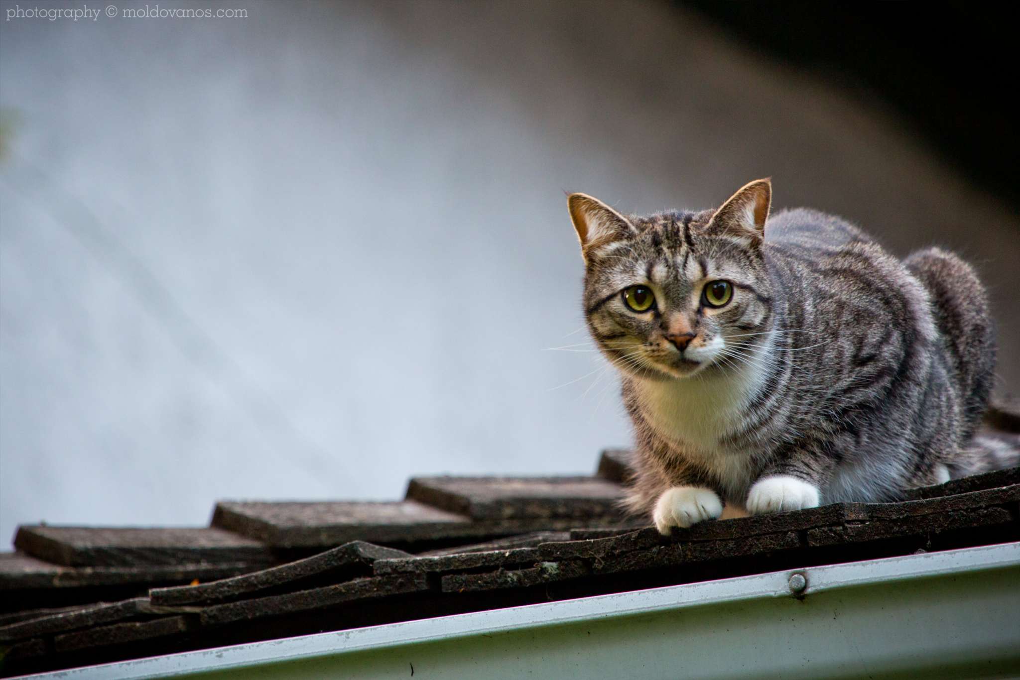 Nature Photography - Photography by Paul Moldovanos © moldovanos.com