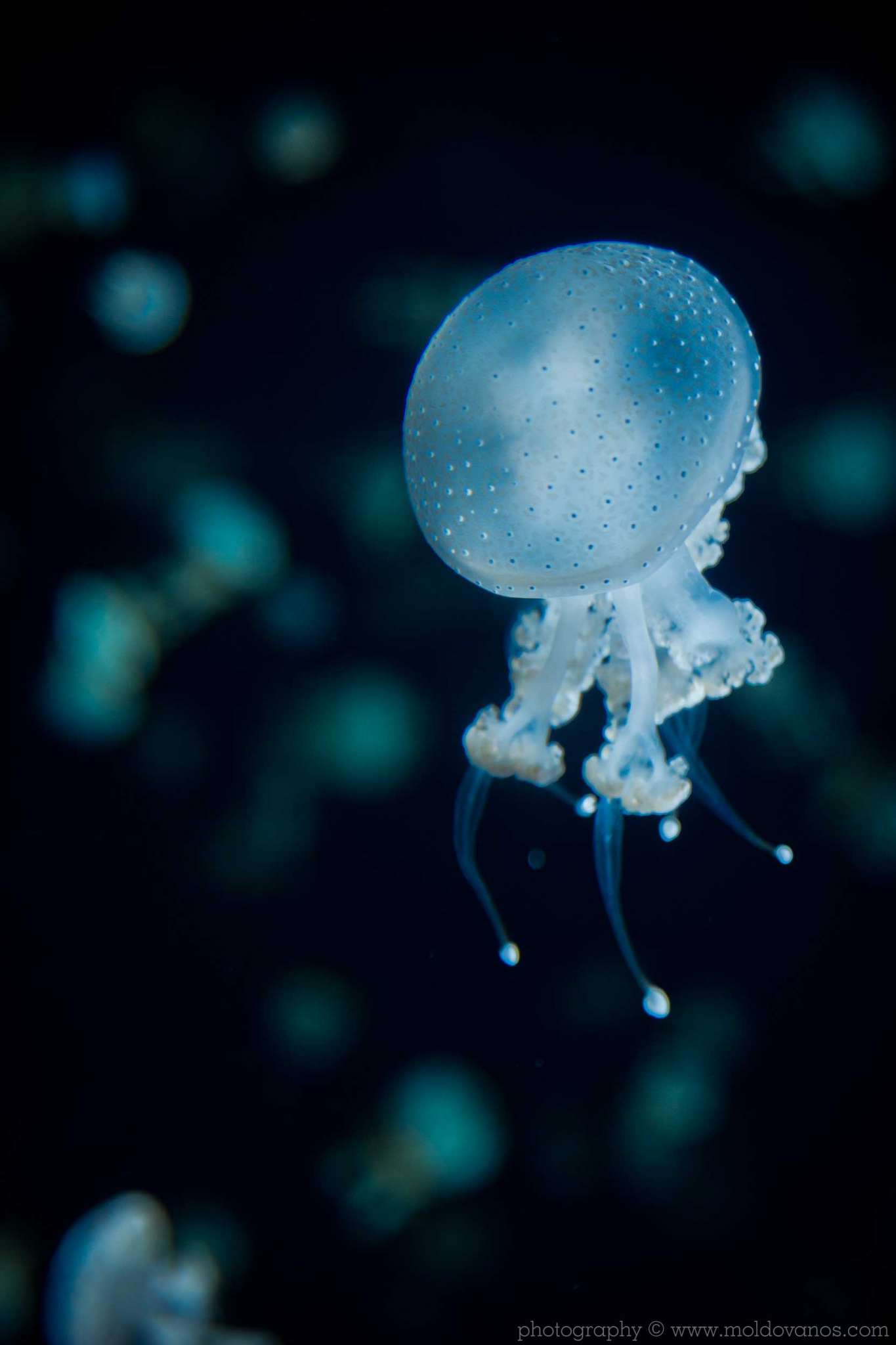 Nature Photography - Photography by Paul Moldovanos © moldovanos.com