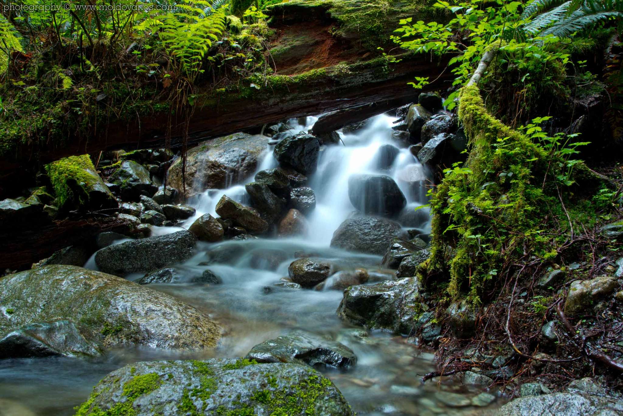 Nature Photography - Photography by Paul Moldovanos © moldovanos.com