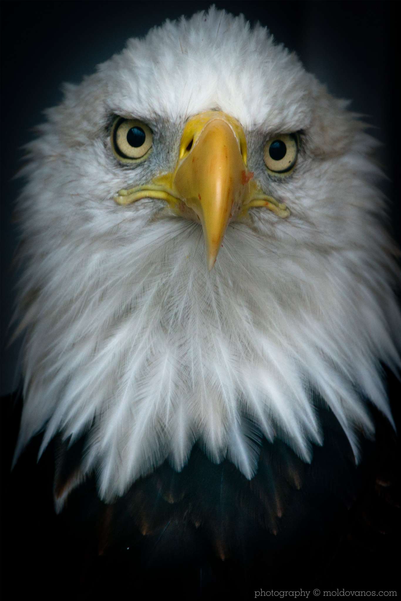 Nature Photography - Photography by Paul Moldovanos © moldovanos.com