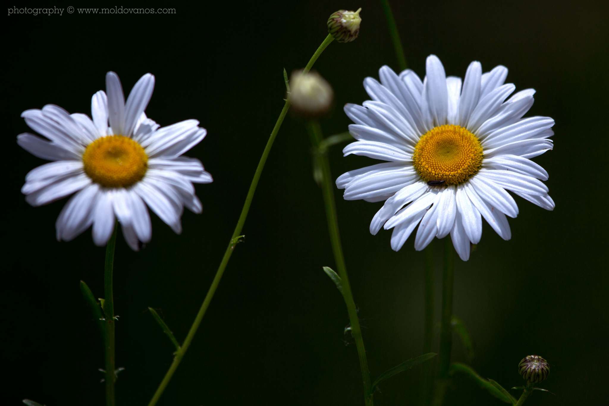 Nature Photography - Photography by Paul Moldovanos © moldovanos.com
