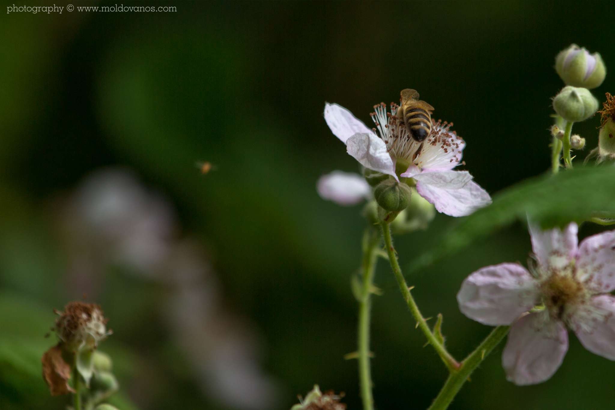 Nature Photography - Photography by Paul Moldovanos © moldovanos.com