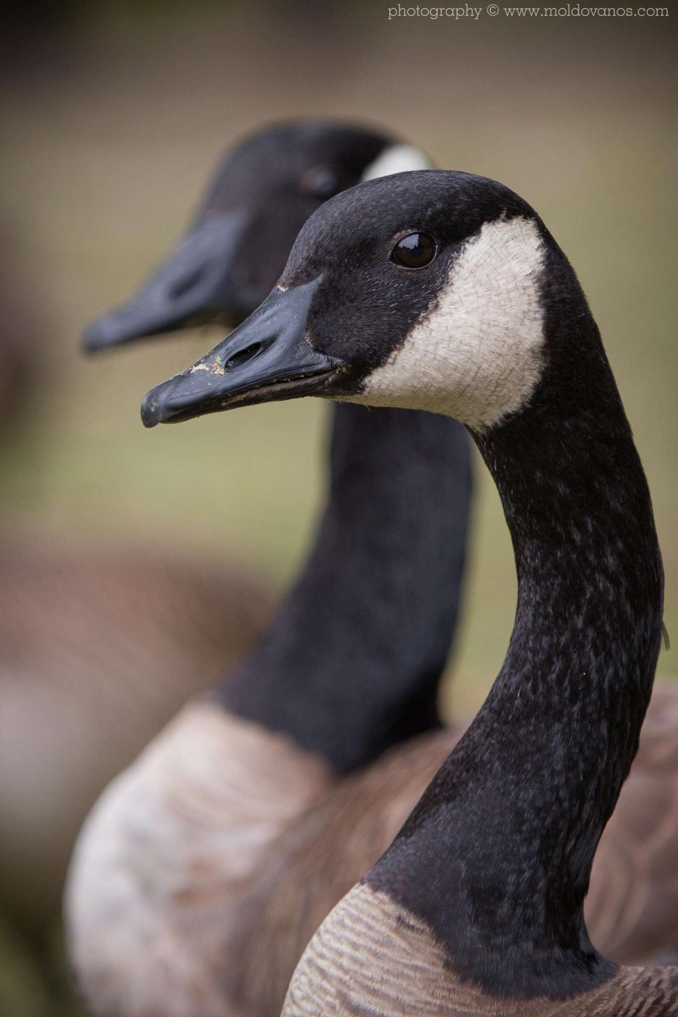 Nature Photography - Photography by Paul Moldovanos © moldovanos.com