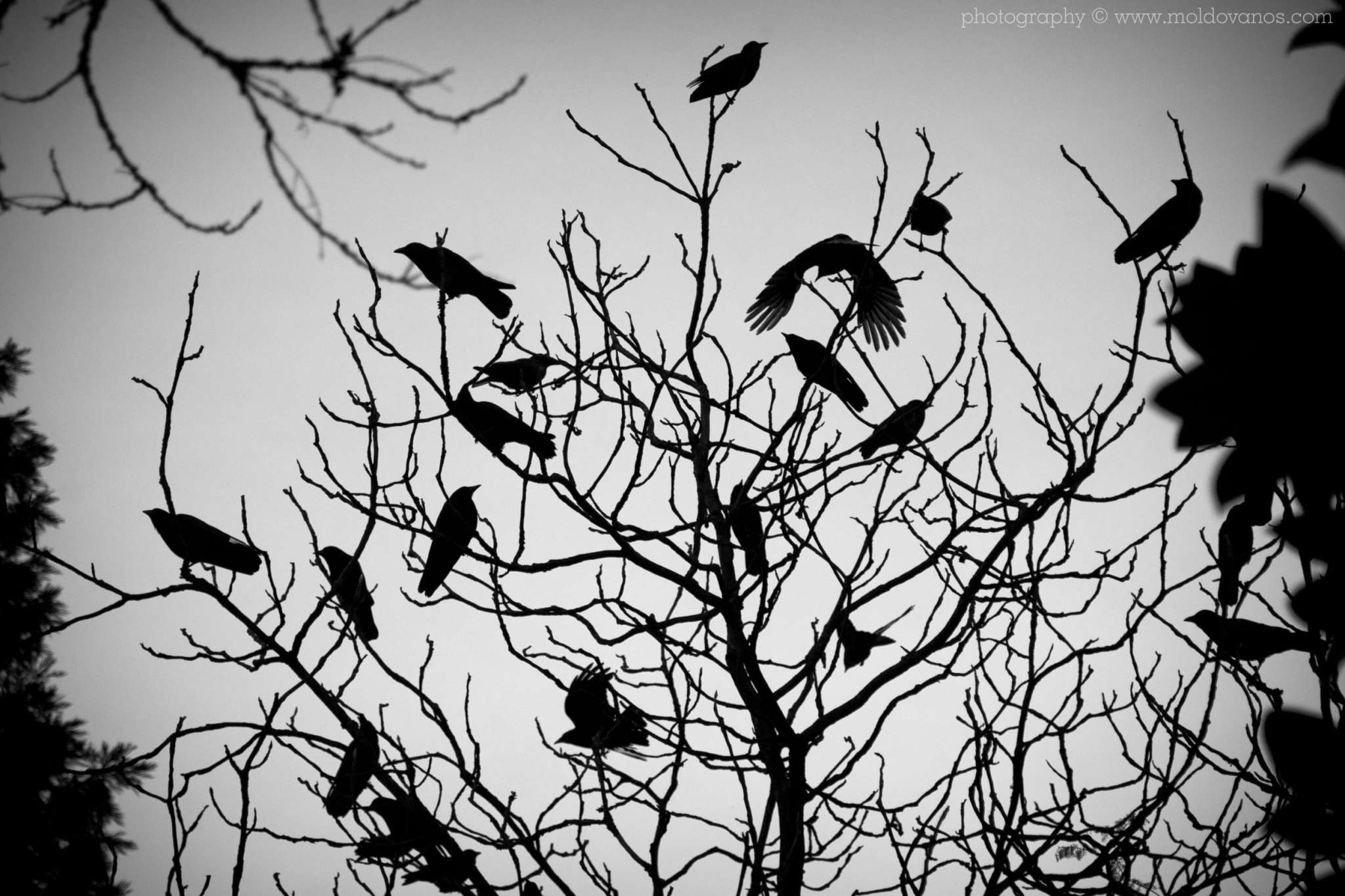 Nature Photography - Photography by Paul Moldovanos © moldovanos.com