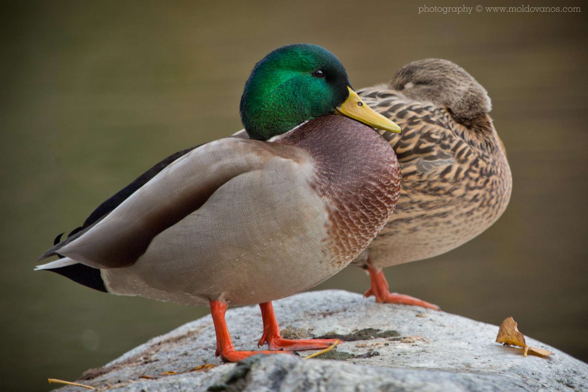 Nature Photography - Photography by Paul Moldovanos © moldovanos.com