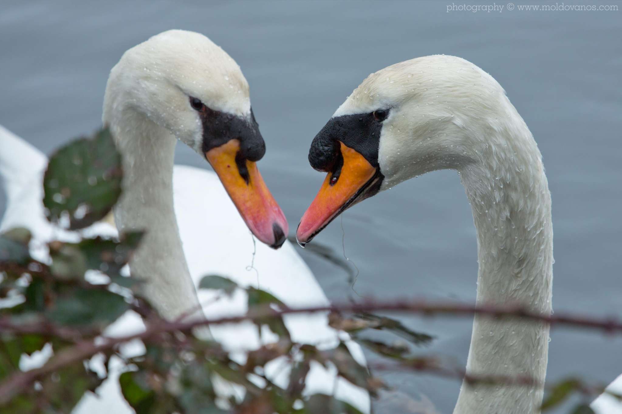 Nature Photography - Photography by Paul Moldovanos © moldovanos.com