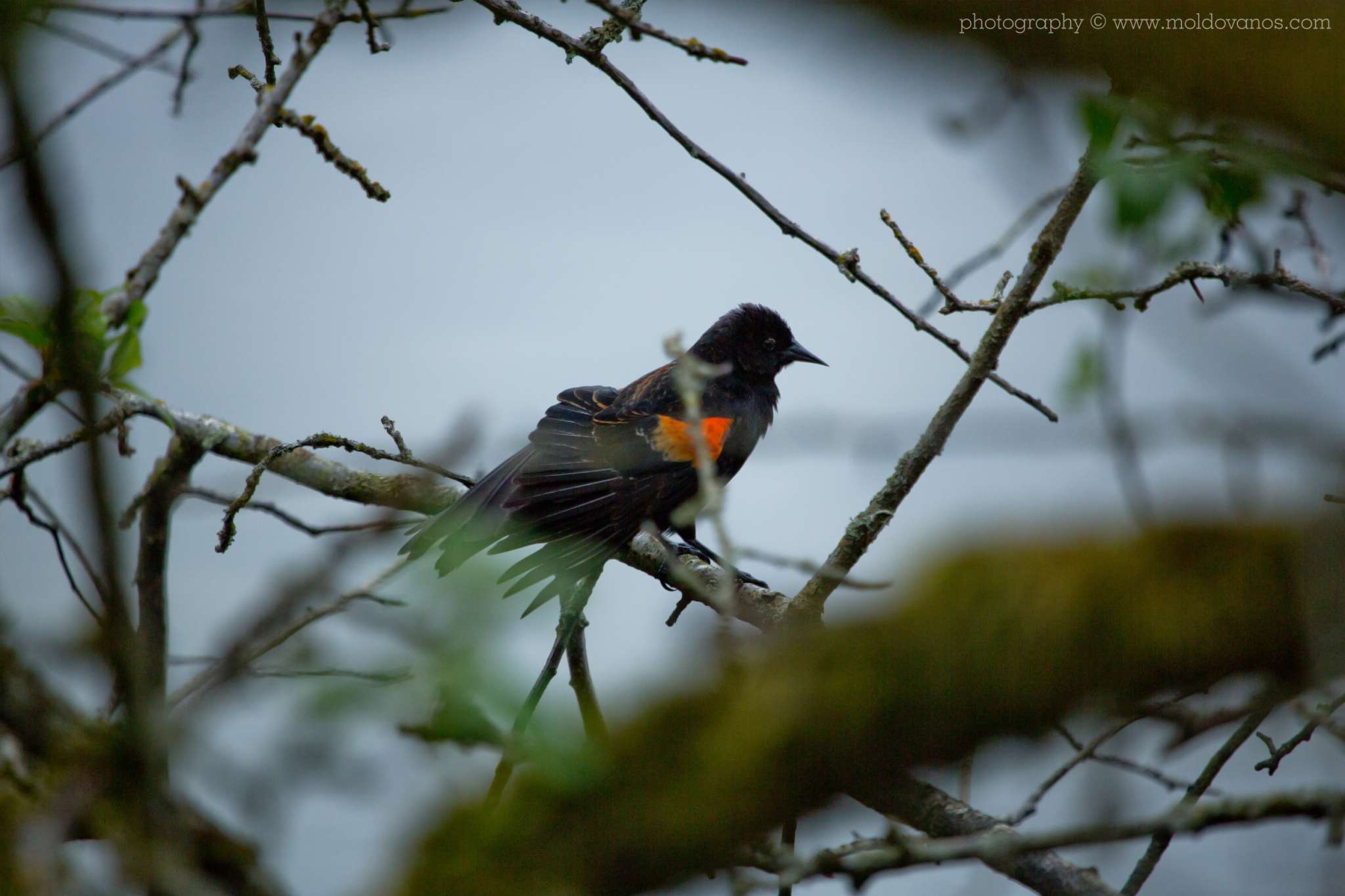 Nature Photography - Photography by Paul Moldovanos © moldovanos.com