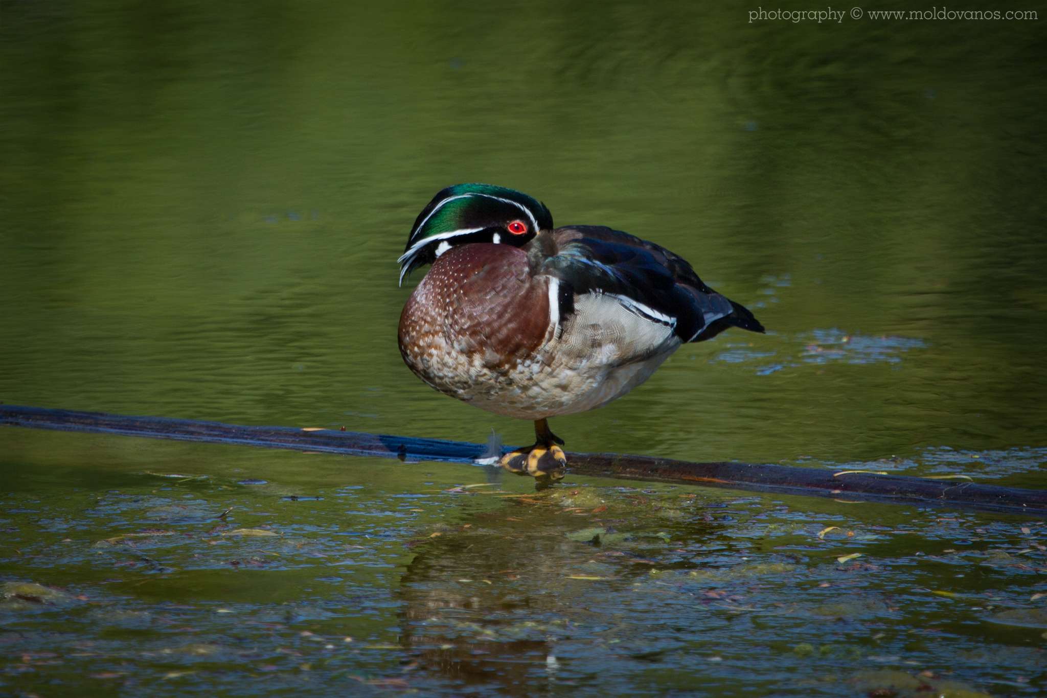 Male Wood Duck - Nature Photography - Photography by Paul Moldovanos © moldovanos.com