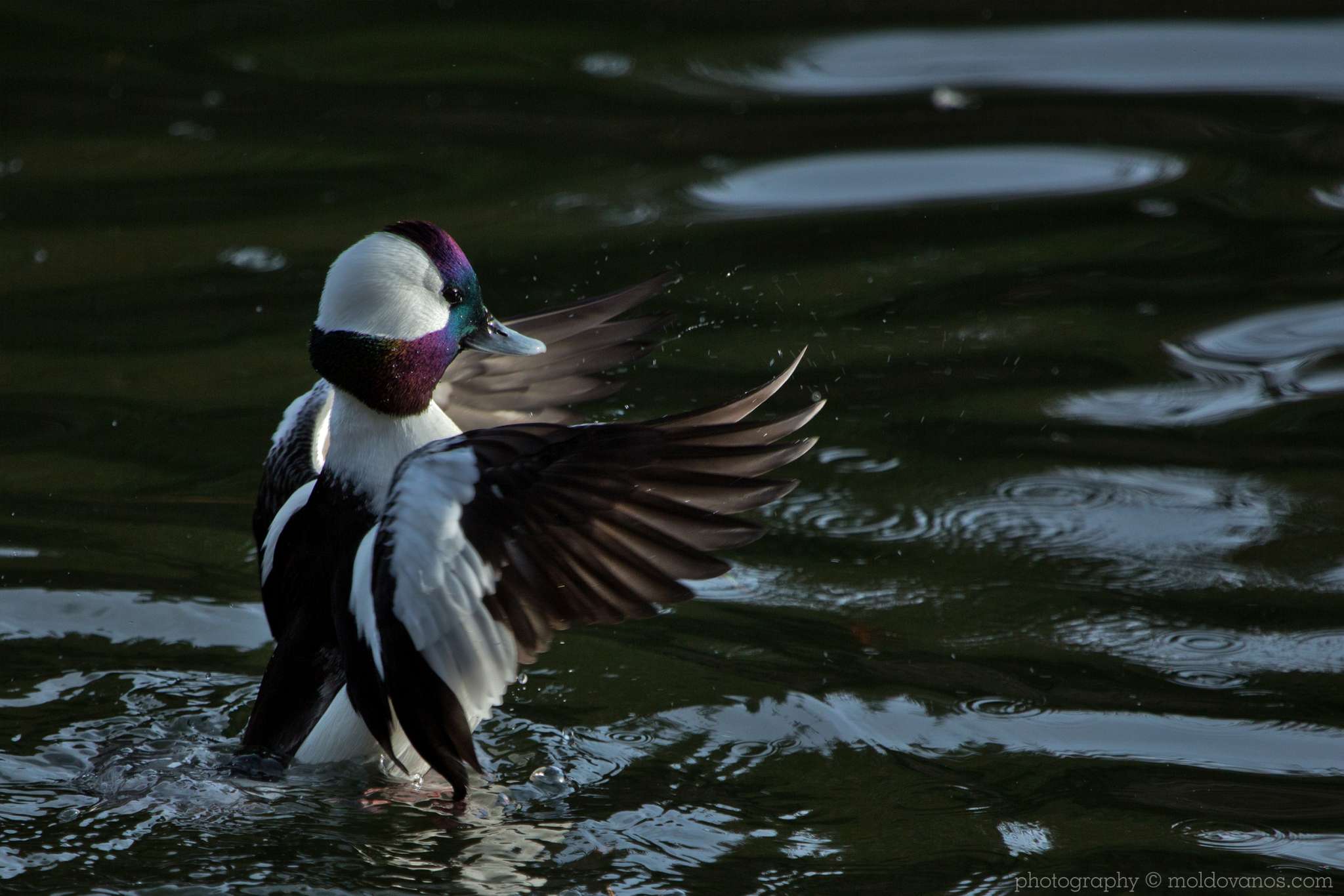 Nature and Wildlife Photography by Paul Moldovanos