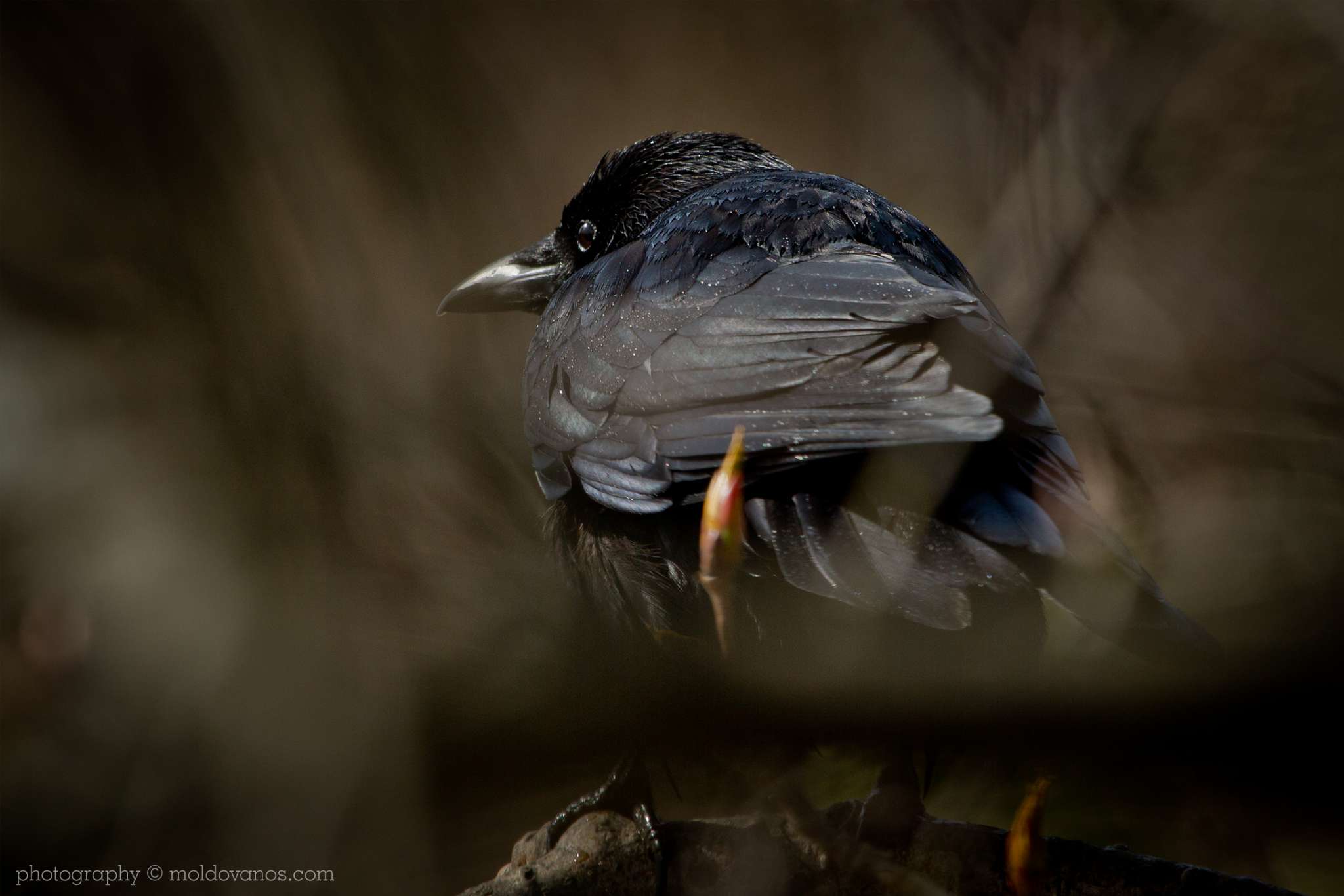 Black Crow- Nature Photography - Photography by Paul Moldovanos © moldovanos.com