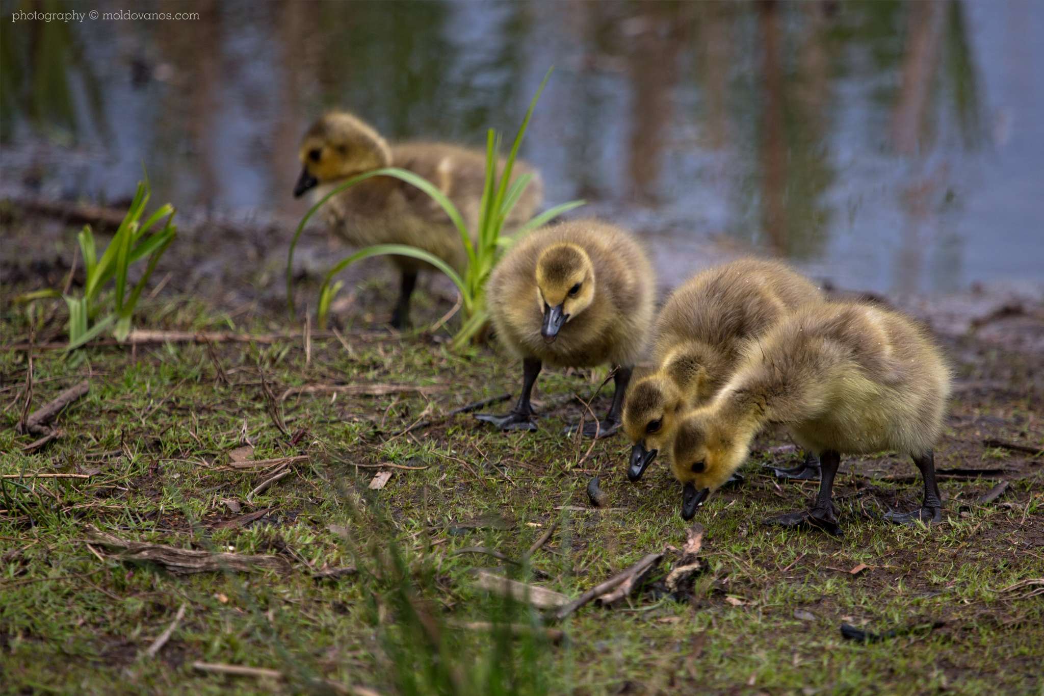 Goslings- Canadian Geese- Nature Photography - Photography by Paul Moldovanos © moldovanos.com