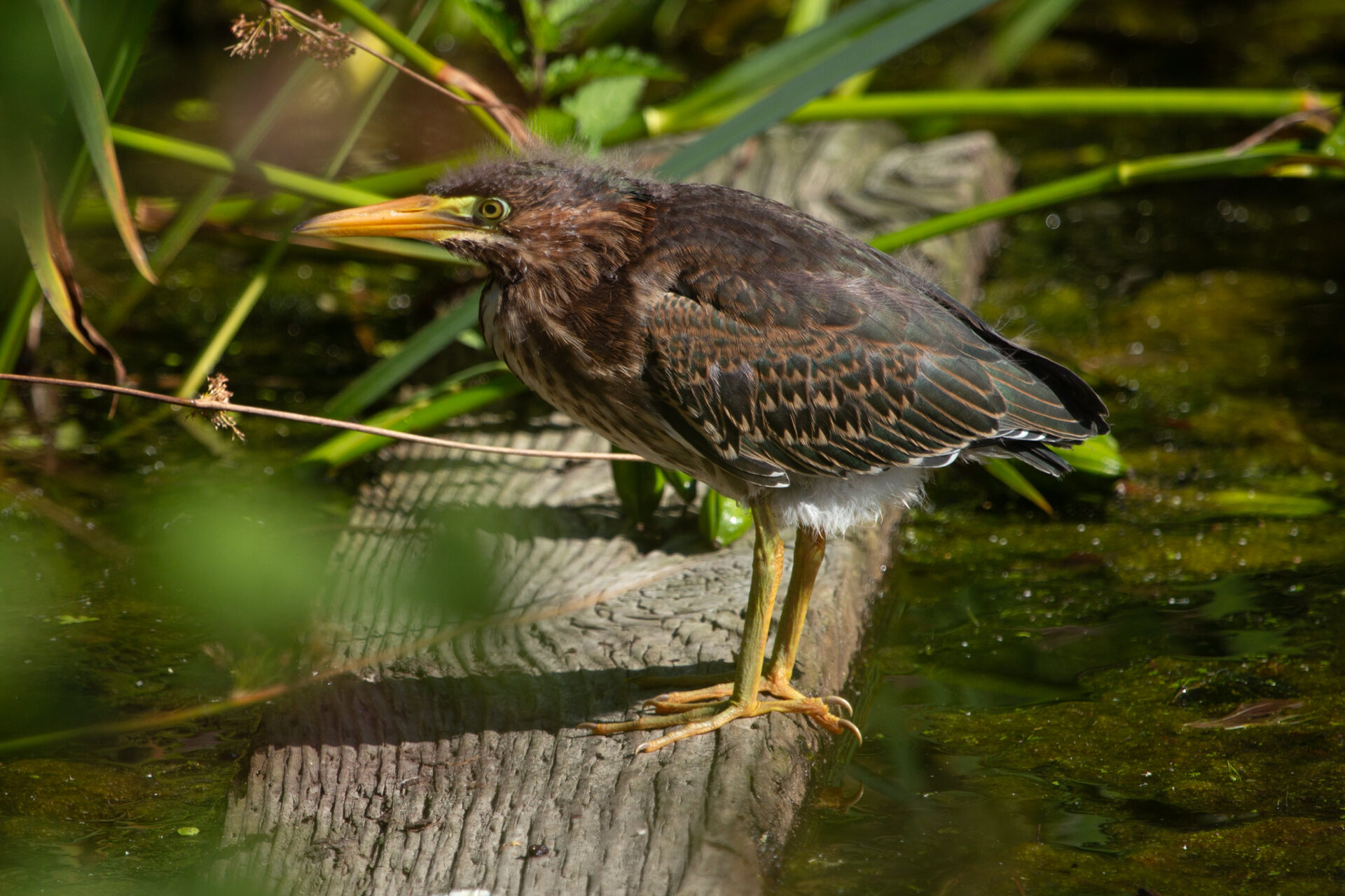 Baby Green Heron -Nature Photography - Photography by Paul Moldovanos © moldovanos.com